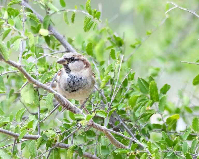 Beginner Tips for Backyard Birdwatching: A Simple Guide to Get Started